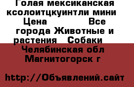 Голая мексиканская ксолоитцкуинтли мини › Цена ­ 20 000 - Все города Животные и растения » Собаки   . Челябинская обл.,Магнитогорск г.